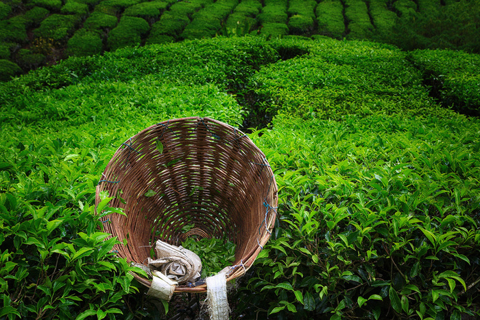 绿色茶山背景素材高清