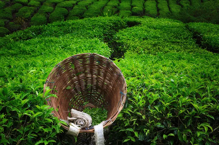 绿色茶山背景素材高清