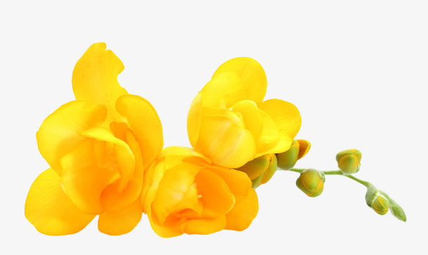 小小的苍兰花啊免抠