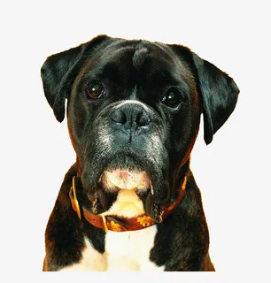 一脸懵逼的狗免抠