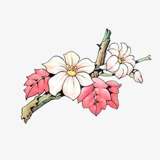 春天粉白色桃花枝头绽放免抠