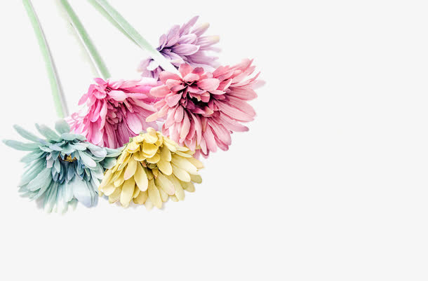 彩色菊花免抠