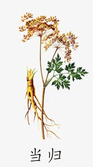 中药材当归免抠