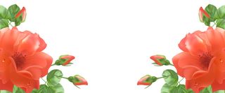 红色玫瑰花背景高清