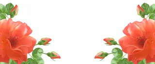 红色玫瑰花背景高清