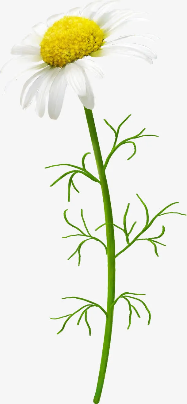 盛开的小黄花免抠