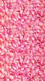 粉红色花朵花瓣平铺H5背景高清