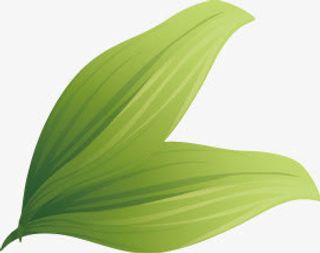 叶子矢量图免抠