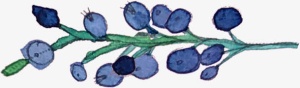 水墨蓝莓免抠