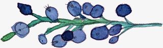 水墨蓝莓免抠