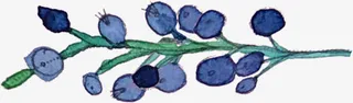 水墨蓝莓免抠