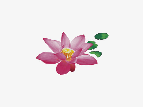 荷花荷叶免抠