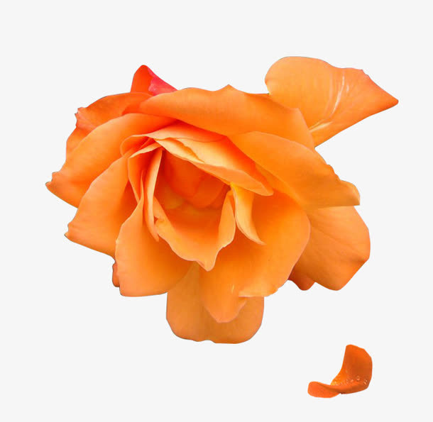 橘黄色花素材免抠