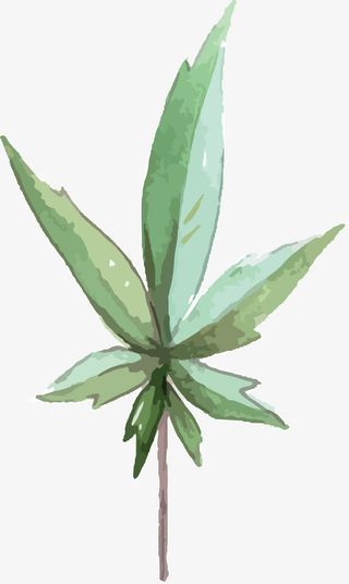 手绘植物PNG下载免抠