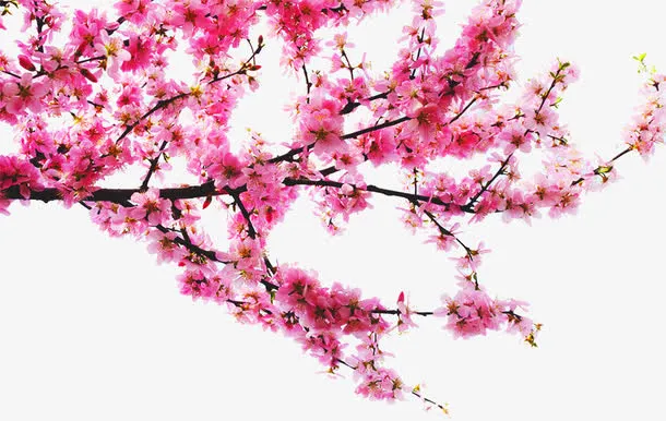 桃树枝免抠