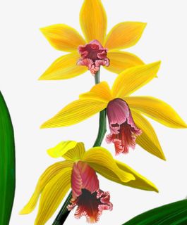 鲜艳的小花免抠素材免抠