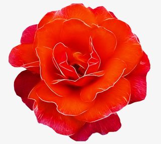 玫瑰花朵图片免抠