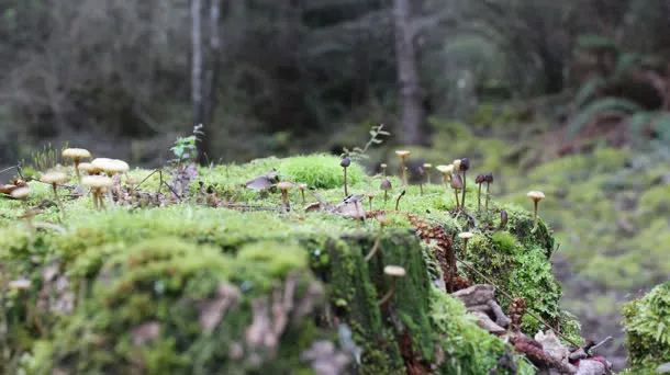 景深效果草地平面树林免抠