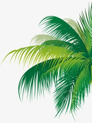 椰子树免抠