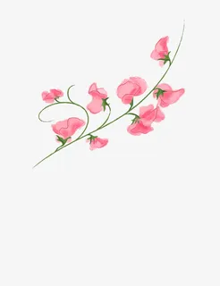 藤蔓和花免抠 藤蔓和花免抠