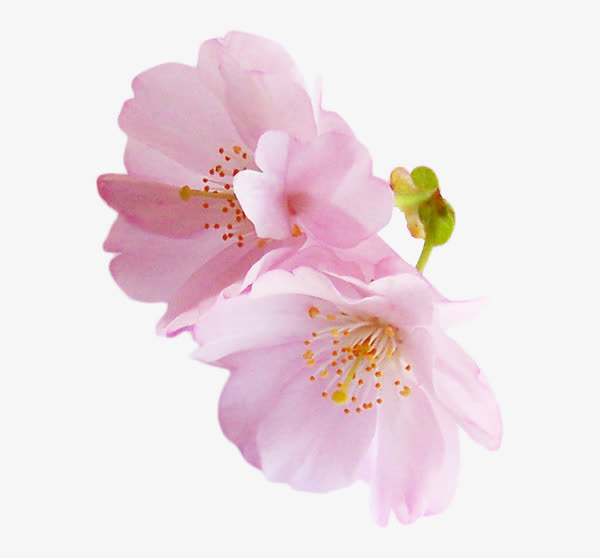 粉色樱花免抠