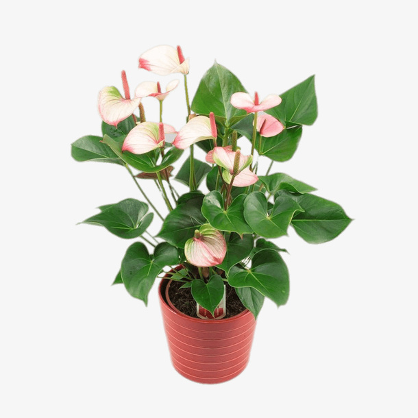 一盆花免扣元素免抠