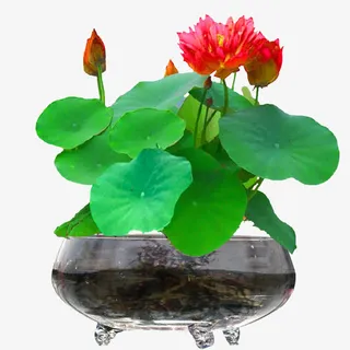 水培红色碗莲免抠