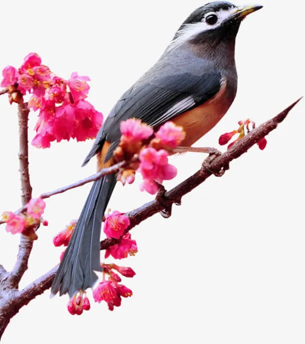 百灵鸟花枝红色花朵免抠装饰动物元素