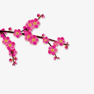 红色开放的梅花免抠