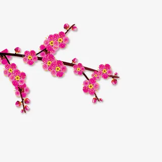 红色开放的梅花免抠