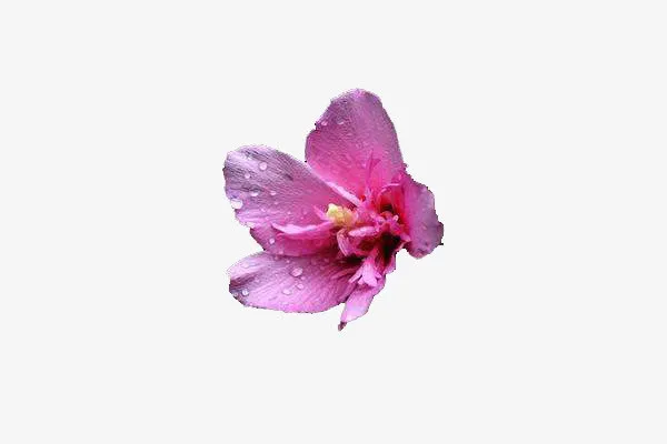 单朵紫金花免抠