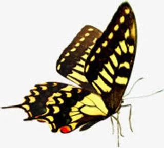 黄色手绘唯美蝴蝶免抠