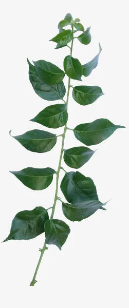 绿色叶子免抠