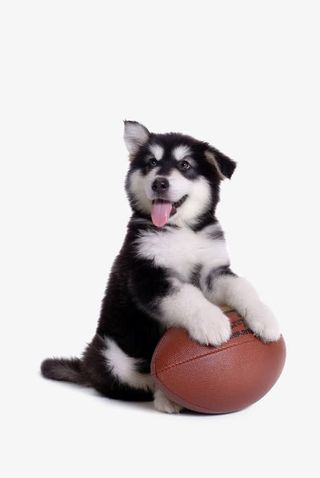 狗 小狗 宠物 动物免抠