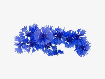 矢车菊花朵图片免抠动植物植物元素