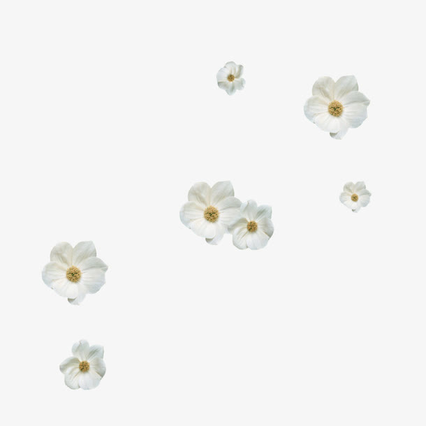 飘落的花瓣免抠