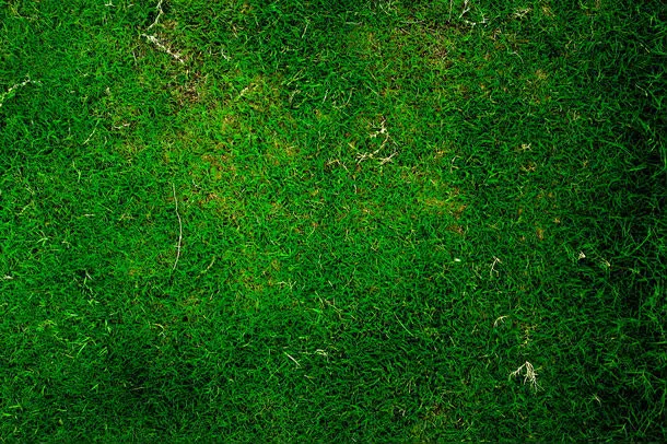 被踩过的草地背景