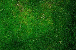 被踩过的草地背景