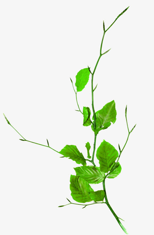 薄荷叶免抠