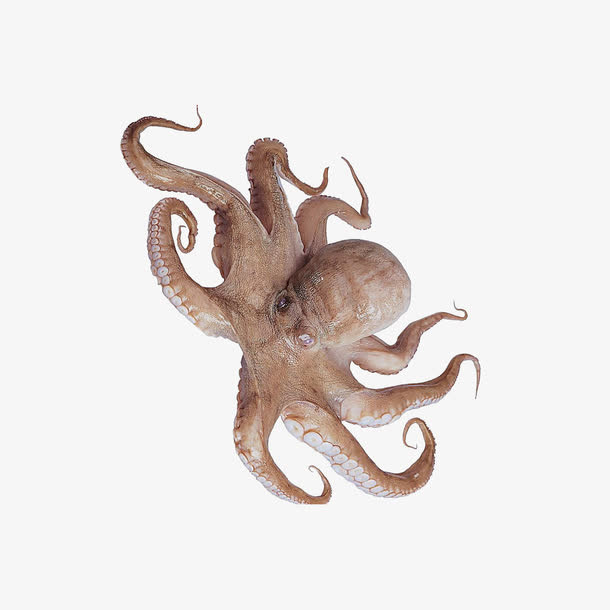 八爪鱼免抠