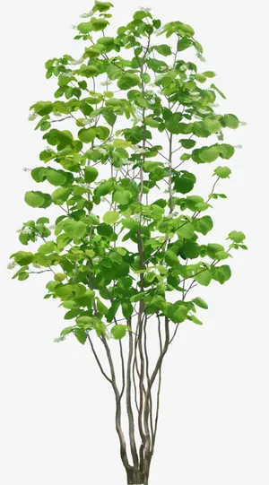 绿色植物树枝夏天叶子免抠