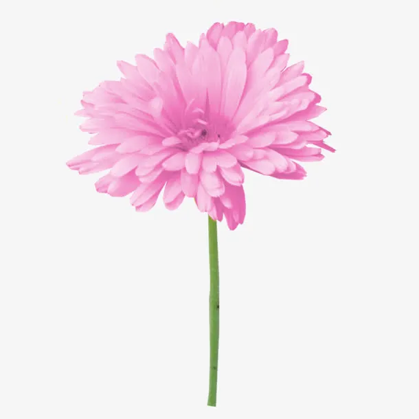 粉色绽放花朵花径免抠