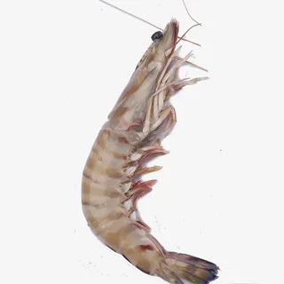 大虾，虾米，大龙虾，活虾免抠