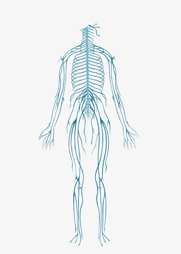 简易人体神经系统结构示意图免抠