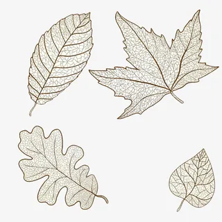手绘叶子叶脉线条免抠