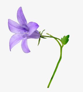 紫色牵牛花免抠