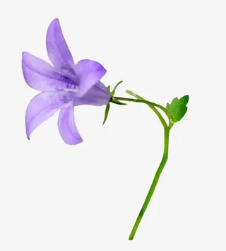 紫色牵牛花免抠