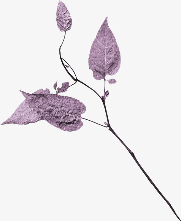 树枝素材图片免抠
