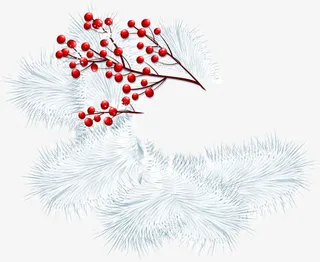 圣诞节冬青松枝免抠