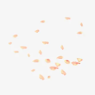 飘落的花瓣免抠